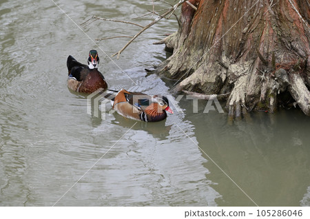 鴛鴦(Aix galericulata)在台灣。 105286046