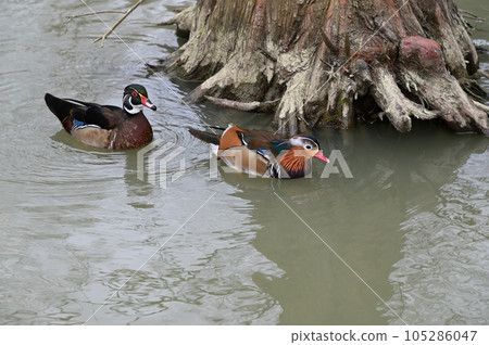 鴛鴦(Aix galericulata)在台灣。 鴛鴦(Aix galericulata)在台灣。 105286047
