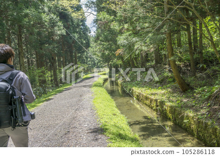 Tourists walking along the promenade of Oirase Tourists walking along the promenade of Oirase 105286118