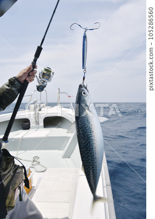 新鮮捕獲的鯖魚 105286560