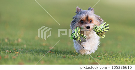 Happy Biewer Yorkshire Terrier dog running in the grass with stick toy for dogs outdoors on a sunny day. Funny puppy playing with dog toy 105286610