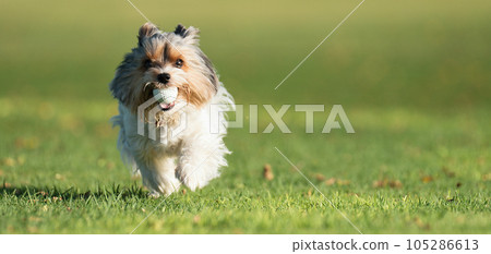 Biewer Yorkshire Terrier running in grass and in mouth has golf ball. Funny puppy playing with dog toy 105286613