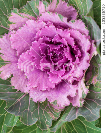 Close up of endless field with green leaves and purple veins of red cabbage plants. 105286730