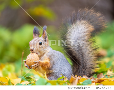 Autumn squirrel with nut sits on green grass with fallen yellow leaves Autumn squirrel with nut sits on green grass with fallen yellow leaves 105286742