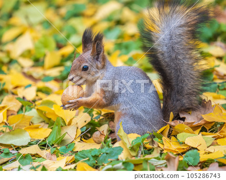 Autumn squirrel with nut sits on green grass with fallen yellow leaves Autumn squirrel with nut sits on green grass with fallen yellow leaves 105286743