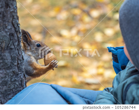 The squirrel with nut sits on tree in the autumn. Eurasian red squirrel, Sciurus vulgaris. The squirrel with nut sits on tree in the autumn. Eurasian red squirrel, Sciurus vulgaris. 105286744