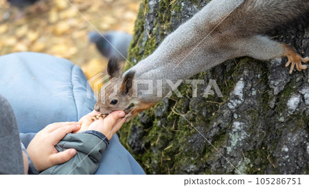 The boy feeds a squirrel with nuts from a hand in the wood 105286751