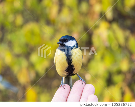 A tit sits on a man's hand and eats seeds. A tit sits on a man's hand and eats seeds. 105286752
