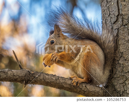 The squirrel with nut sits on tree in the autumn. Eurasian red squirrel, Sciurus vulgaris. The squirrel with nut sits on tree in the autumn. Eurasian red squirrel, Sciurus vulgaris. 105286753