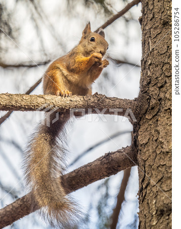 The squirrel with nut sits on tree in the autumn. Eurasian red squirrel, Sciurus vulgaris. 105286754