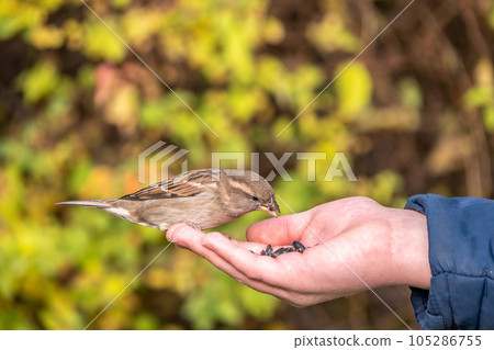 The boy feeds the birds with seeds from his hand. Sparrow eats seeds from the boy's hand The boy feeds the birds with seeds from his hand. Sparrow eats seeds from the boy's hand 105286755