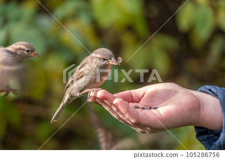 The boy feeds the birds with seeds from his hand. Sparrow eats seeds from the boy's hand The boy feeds the birds with seeds from his hand. Sparrow eats seeds from the boy's hand 105286756