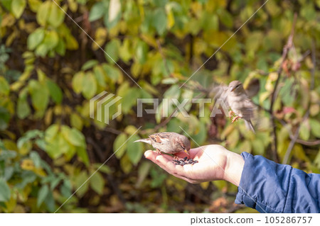 The boy feeds the birds with seeds from his hand. Sparrow eats seeds from the boy's hand The boy feeds the birds with seeds from his hand. Sparrow eats seeds from the boy's hand 105286757