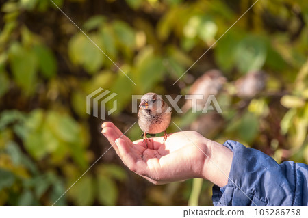The boy feeds the birds with seeds from his hand. Sparrow eats seeds from the boy's hand The boy feeds the birds with seeds from his hand. Sparrow eats seeds from the boy's hand 105286758
