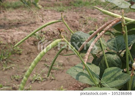 ripe cow pea bean on tree in farm 105286866