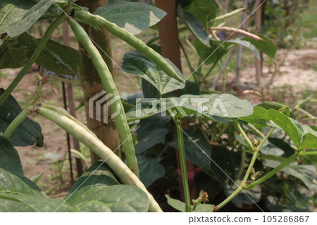 ripe cow pea bean on tree in farm 105286867