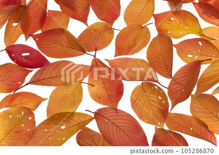 fallen leaves of cherry blossoms fallen leaves of cherry blossoms 105286870