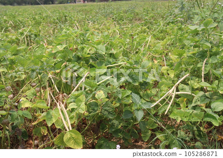 ripe cow pea bean on tree in farm ripe cow pea bean on tree in farm 105286871
