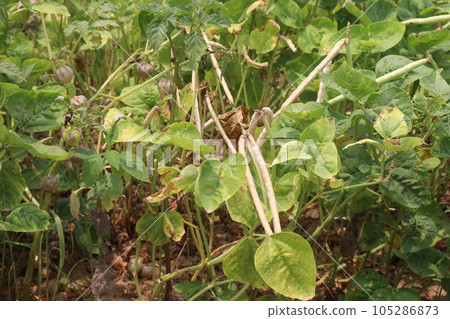 ripe cow pea bean on tree in farm ripe cow pea bean on tree in farm 105286873