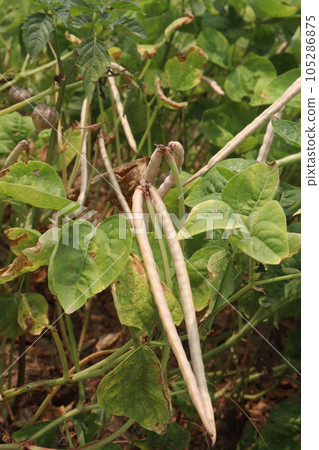 ripe cow pea bean on tree in farm 105286875
