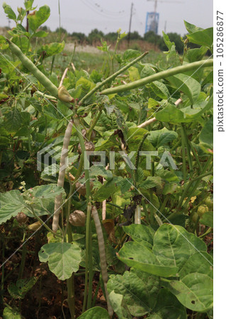 ripe cow pea bean on tree in farm 105286877