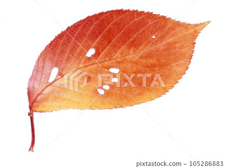 fallen leaves of cherry blossoms 105286883