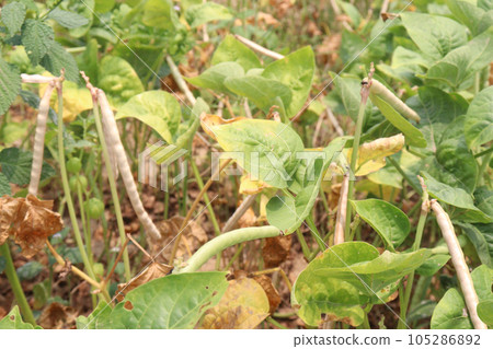 ripe cow pea bean on tree in farm 105286892