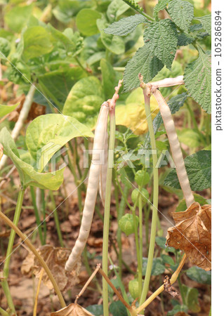 ripe cow pea bean on tree in farm 105286894