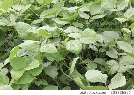 mung bean on tree in farm mung bean on tree in farm 105286895
