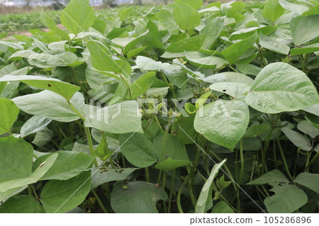 mung bean on tree in farm mung bean on tree in farm 105286896