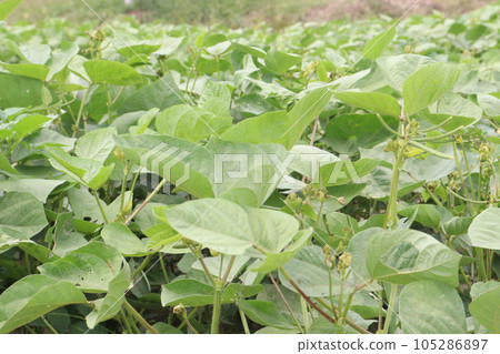 mung bean on tree in farm mung bean on tree in farm 105286897