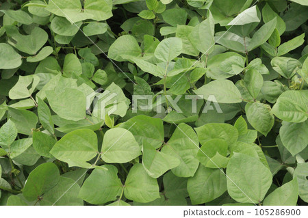 mung bean on tree in farm mung bean on tree in farm 105286900