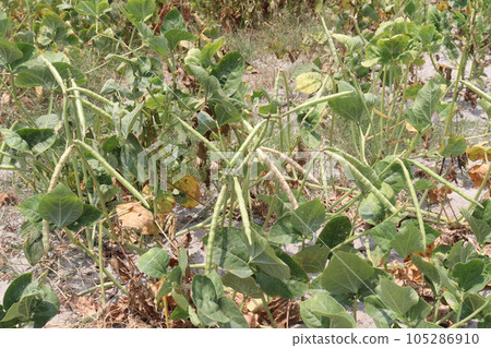 ripe cow pea bean on tree in farm 105286910