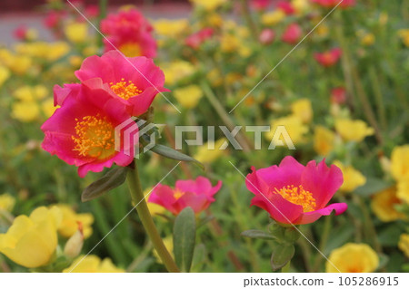 Moss rose purslane flower plant on nursery 105286915