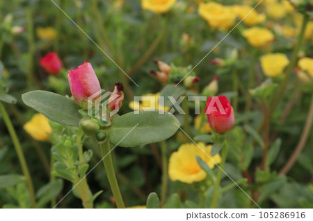 Moss rose purslane flower plant on nursery Moss rose purslane flower plant on nursery 105286916