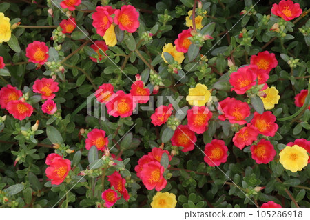 Moss rose purslane flower plant on nursery Moss rose purslane flower plant on nursery 105286918