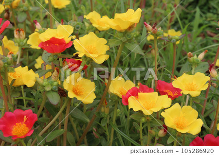 Moss rose purslane flower plant on nursery 105286920