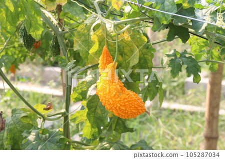 Bitter melon on tree in the firm 105287034