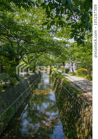 Philosopher's Path in summer with lush greenery in Kyoto 105287309