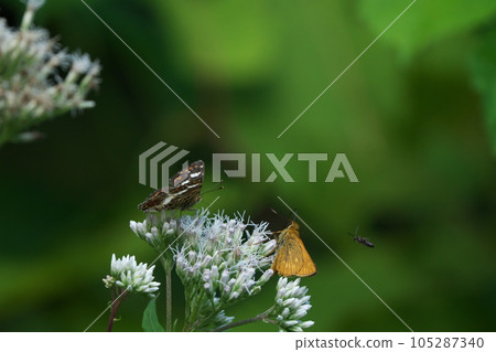 feast of insects 105287340