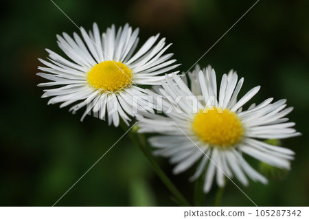 Wildflower Flower 105287342