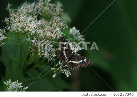 A honey bee sucking nectar A honey bee sucking nectar 105287346