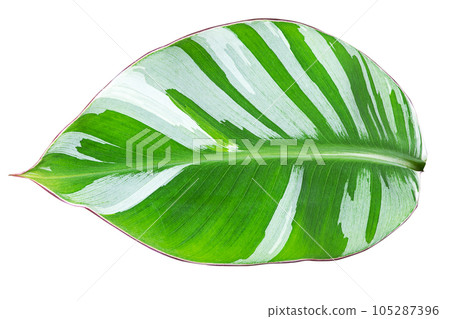 Variegated florida banana leaf on white background with clipping path 105287396