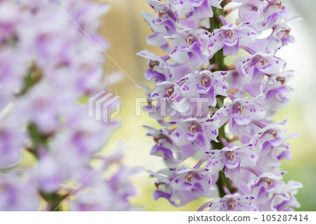 Exotic blooming pink orchid on blurred background, selective focus Exotic blooming pink orchid on blurred background, selective focus 105287414