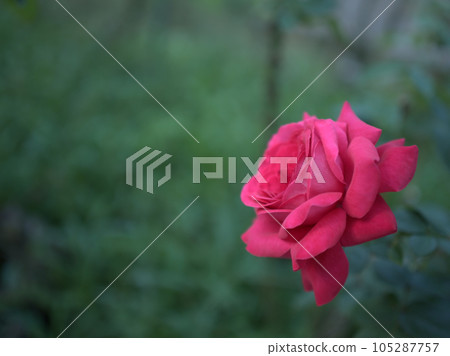 Roses that bloomed in October Roses that bloomed in October 105287757