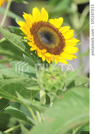 向日葵黃色的花 向日葵黃色的花 105287813