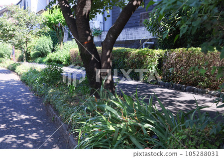 [盛夏形象] 酷熱中的人行道、樹木、樹蔭等 105288031