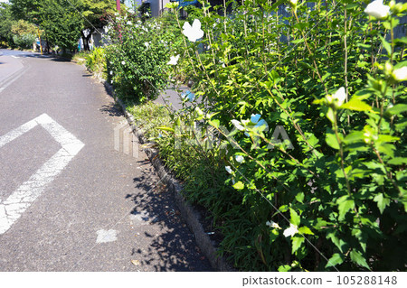 [盛夏形象] 酷熱中的人行道、樹木、樹蔭等 105288148