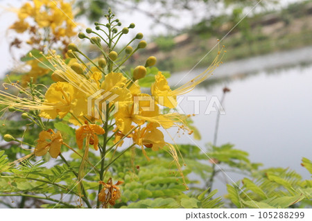 yellow colored Peacock Flower on tree 105288299
