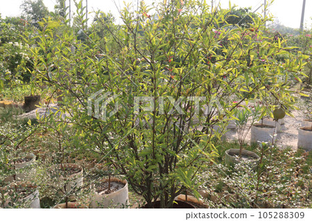 Pomegranate tree plant in farm Pomegranate tree plant in farm 105288309